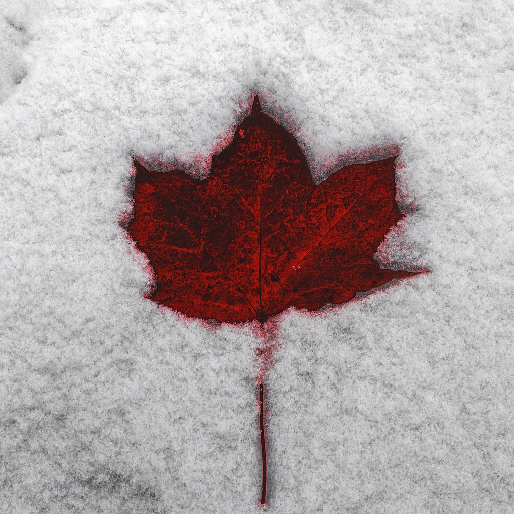 malaroch's tweet image. 