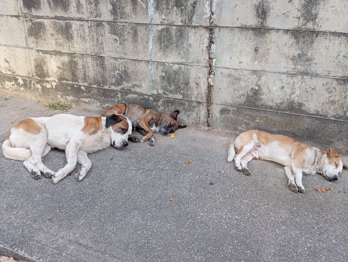 Les cuento en la madrugada del sábado dejaron estos 5 peludos abandonos en San Bernardino. Están siempre durmiendo, no sé si producto de algún calmante son 4 machos y una hembra. Son de alguien? Los están buscando? Necesitan un hogar y atención.