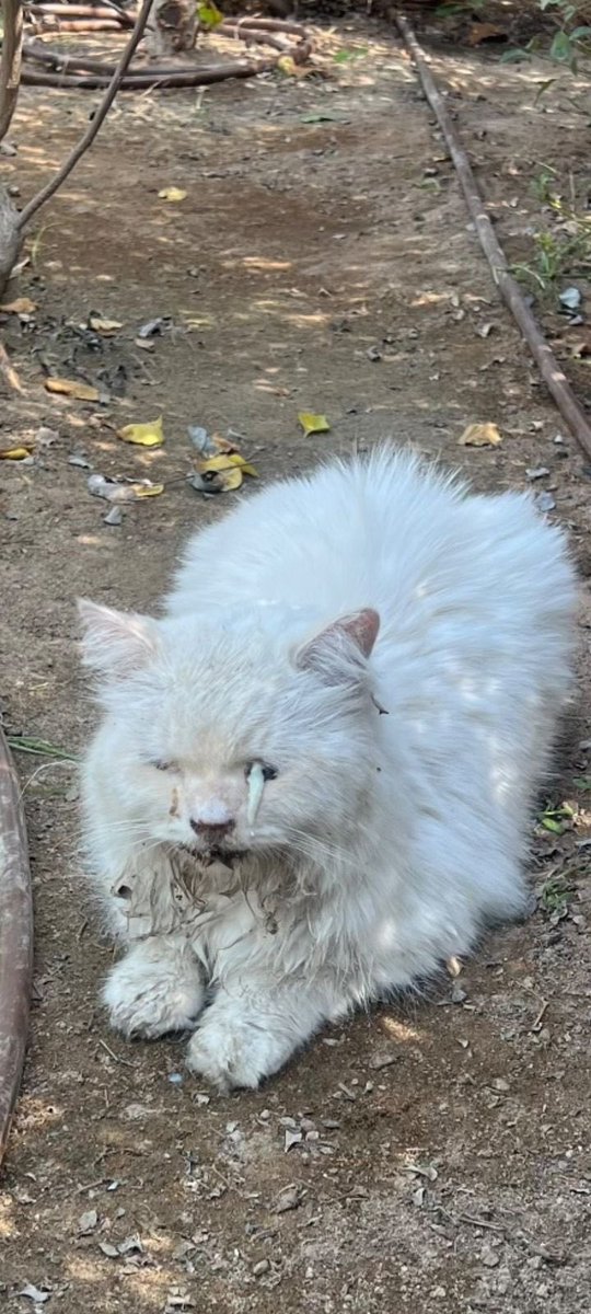 AhlamRefae46875's tweet image. في أعماقكم ستبقى صرخات تلك القطط التي رميتموها على قارعة الطريق.
ستظل نظرات الألم تلاحق قلوبكم، لأن المخلوقات الضعيفة لا تُرمى، ولا تُترك لمصيرٍ قاسٍ بين عجلات السيارات والجوع والخوف.
ارحموا ما في الأرض يرحمكم من في السماء