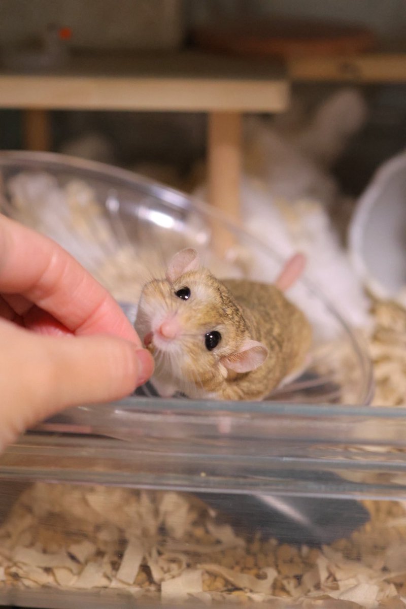 ネズミページ♡⃜ プレミアム忍者ブラック | 株式会社SHIMADA