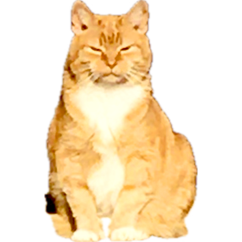 It’s been a sad week on Twitter 

Too many old pals leaving us 🌈

I wonder who is left that I know sometimes as the list of those gone before me gets longer 

And just as I get sad, some #CatsOfTwitter or #Hedgewatch cat will do a silly thing and then I smile again 🧡🐾