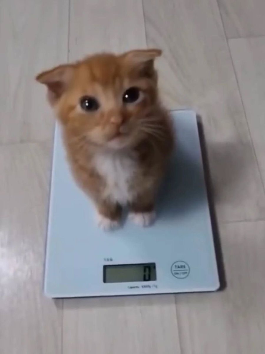 NoCatsNoLife_m's tweet photo. Bro don’t even exist 😭😭😭 https://t.co/vIVQNjMxoK