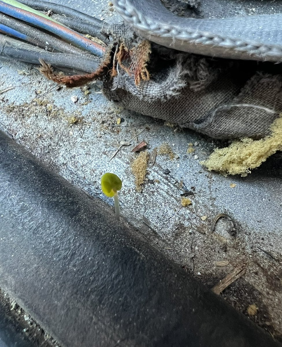 Poast proof of old truck.🧐

If it isn’t sprouting 🌱 🌱, is it even a truck?