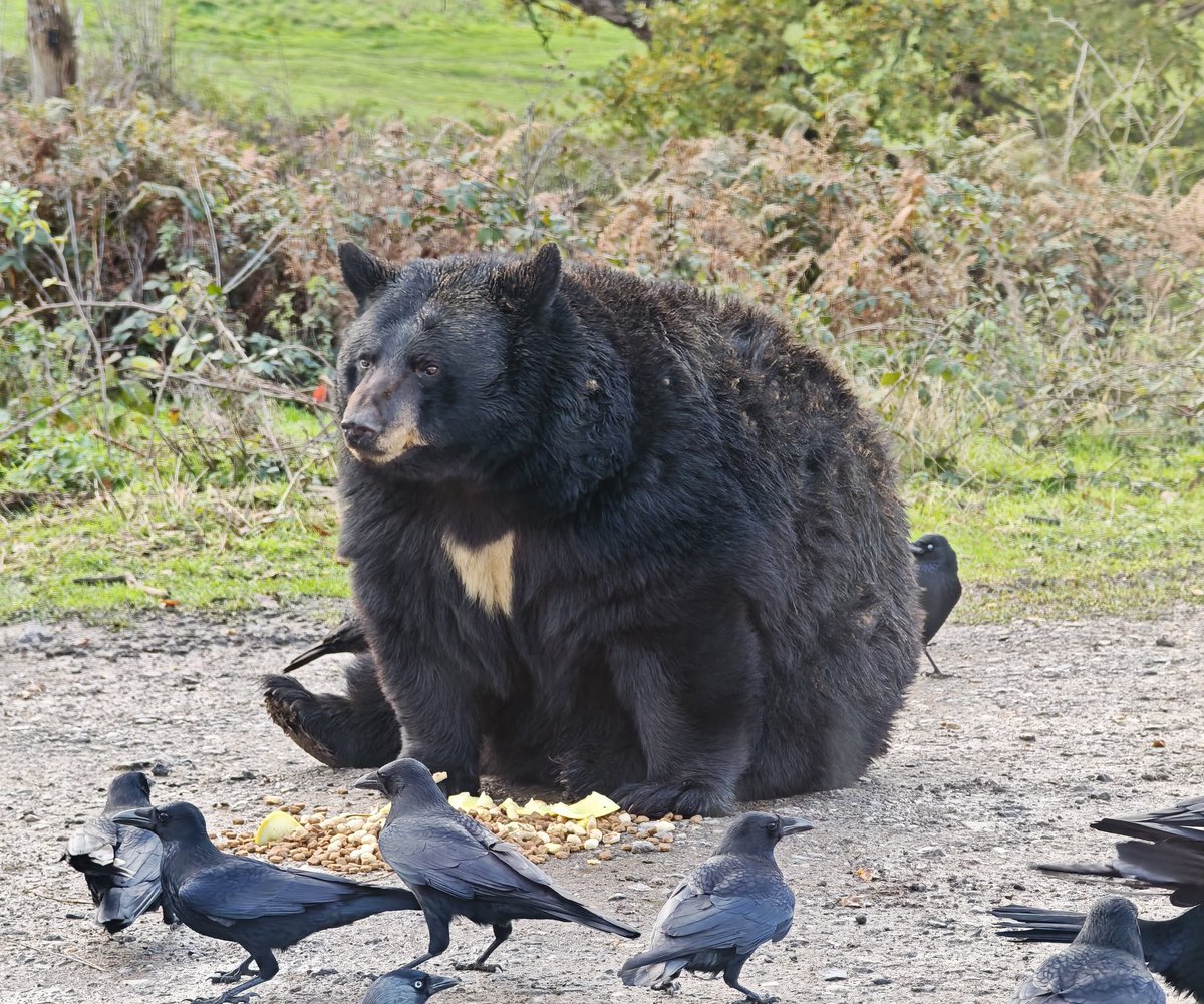 Unlocked a core memory of the venue for 2006/2007 UK Nationals at <a href="/Woburn_Safari/">Woburn Safari Park</a> today. And a late entry for #fatbearweek