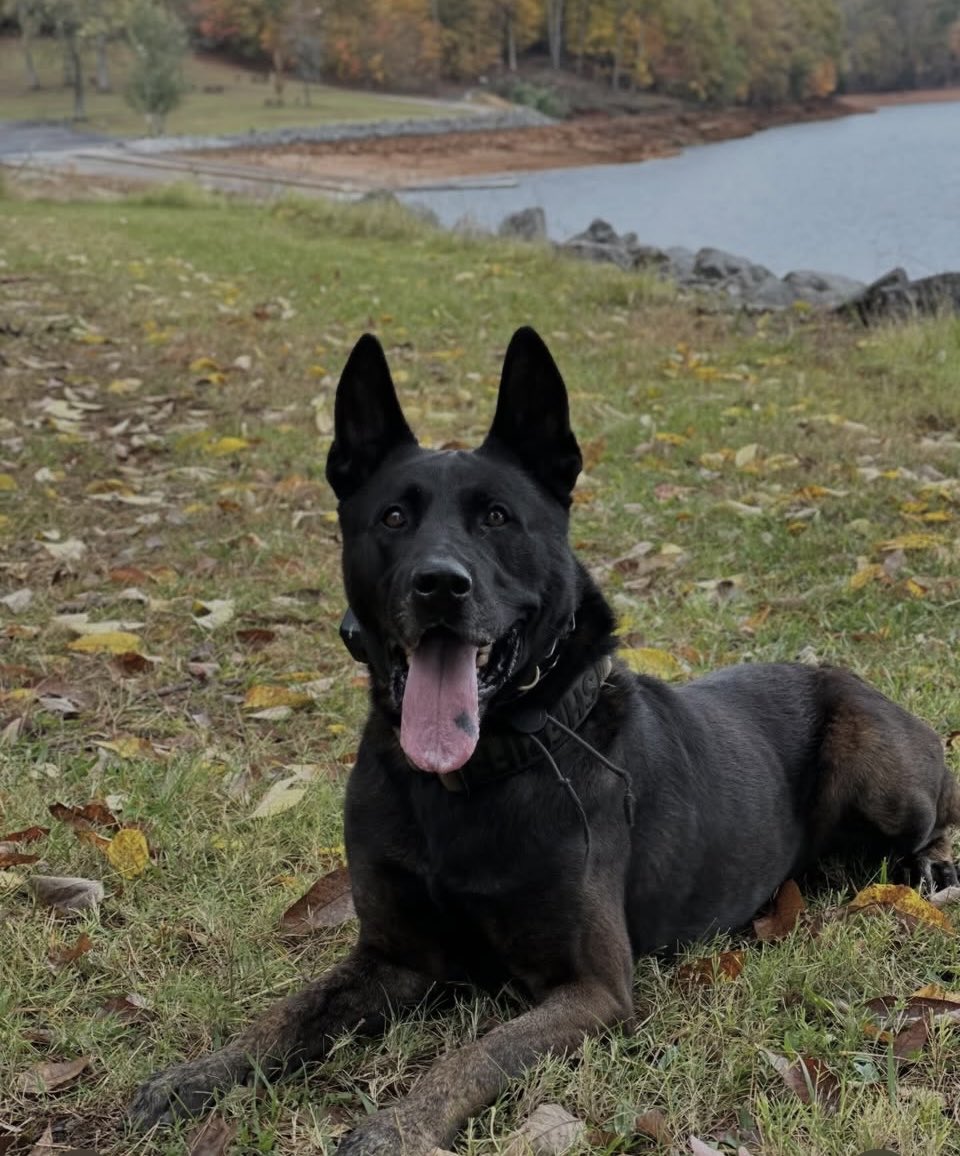 Anderson County Sheriff tweet media