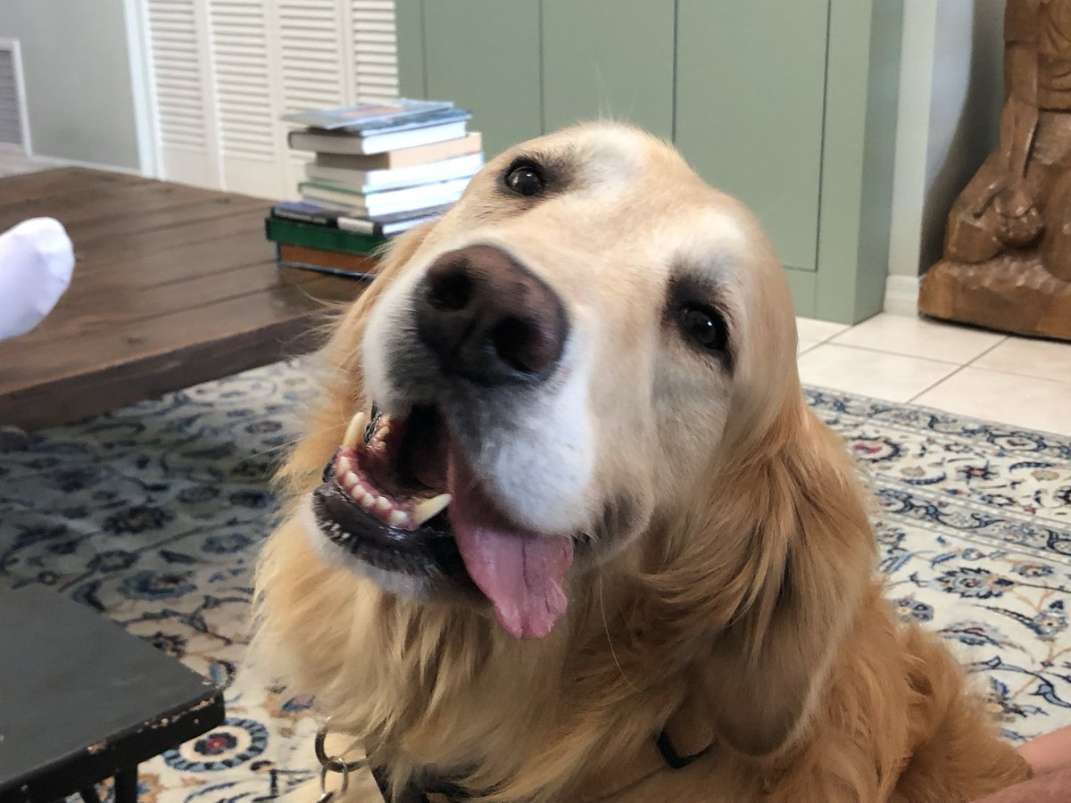 We lost our nephew dog a week ago Friday. He was not quite 7 and gone far too soon. He was a ray of sunshine, right up until the end. We’ll miss this very good boy 🌈