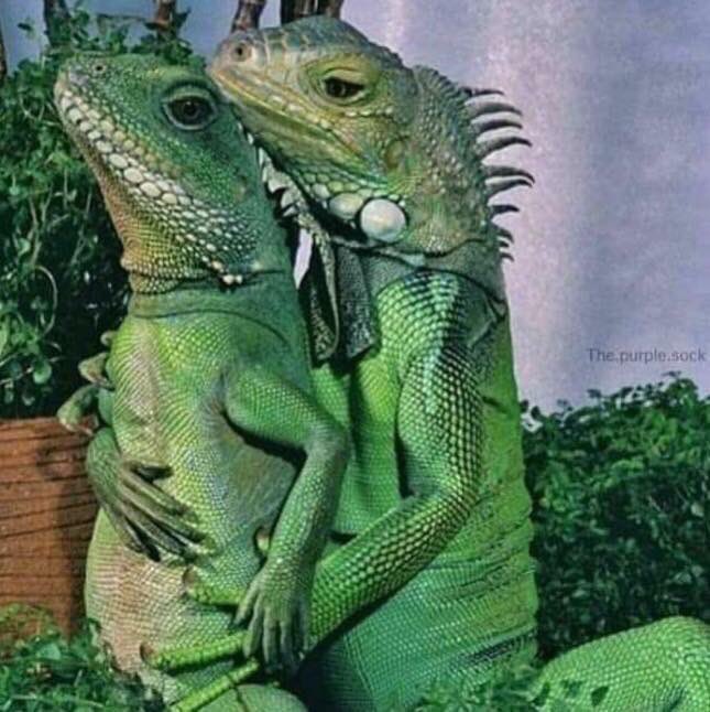 Elas igual ao meme do casal de calango kkk