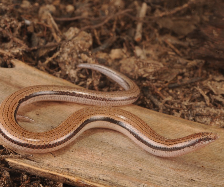 awconservancy's tweet image. A new species has been discovered in the Gulf of Carpentaria! 🦎Meet Lerista munuwajarlu, the Gulf Coastal Slider, found only at AWC’s Pungalina-Seven Emu Wildlife Sanctuary on Yanyuwa and Waanyi-Garawa country. 👉 bit.ly/AWC-Lerista