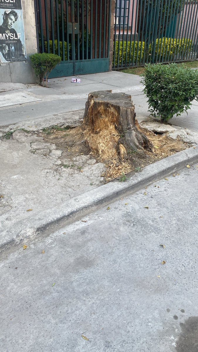 Marcela De Torres tweet media