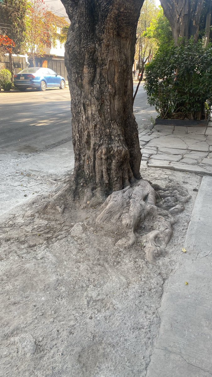 Marcela De Torres tweet media