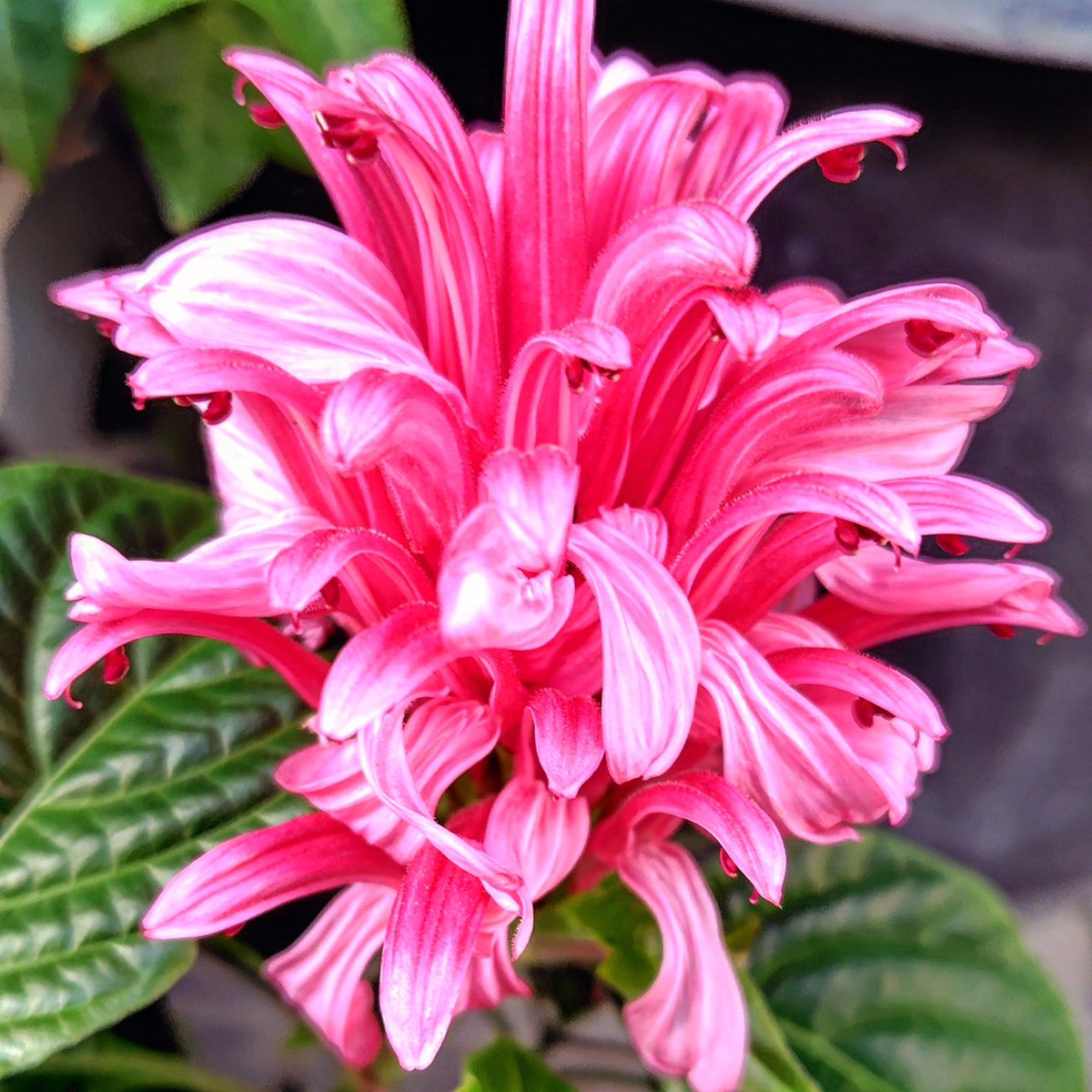 おはよ🩷振替休日.連休最終日楽しも♡
早苗の支持率72w世論調査の聞き方~w
期待値?読売のプロパガンダ??まだな~ンもやってない…むしろ外交失敗してﾈwで､周りも甘やかさないでガンガン言ってかないとこのタイプ人の意見絶賛聞かなそ!関係ないけどウィッグと無理な笑顔だんだん羽生結弦に似てきてる🌈