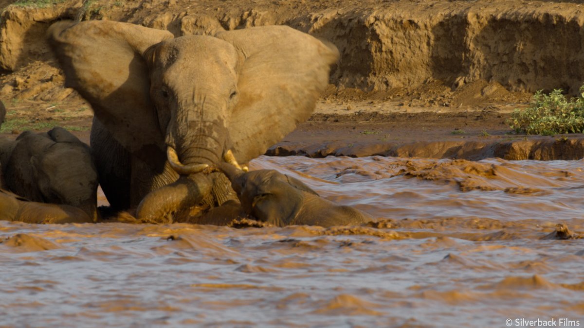 nhk_darwin's tweet image. 小さなカニに迫りくる天敵、
グアナコの前にたちはだかる高い柵、
ゾウが川で溺れちゃう！🌊🌊

生きものの子育ては常にピンチの連続！😱💦
わが子を救うため、親はあの手この手のワザを繰り出します！

🟧⏰30日 日曜夜7時30分～🟧
『ピンチを乗り切れ！ 子育てサバイバル』
nhk.jp/darwin/