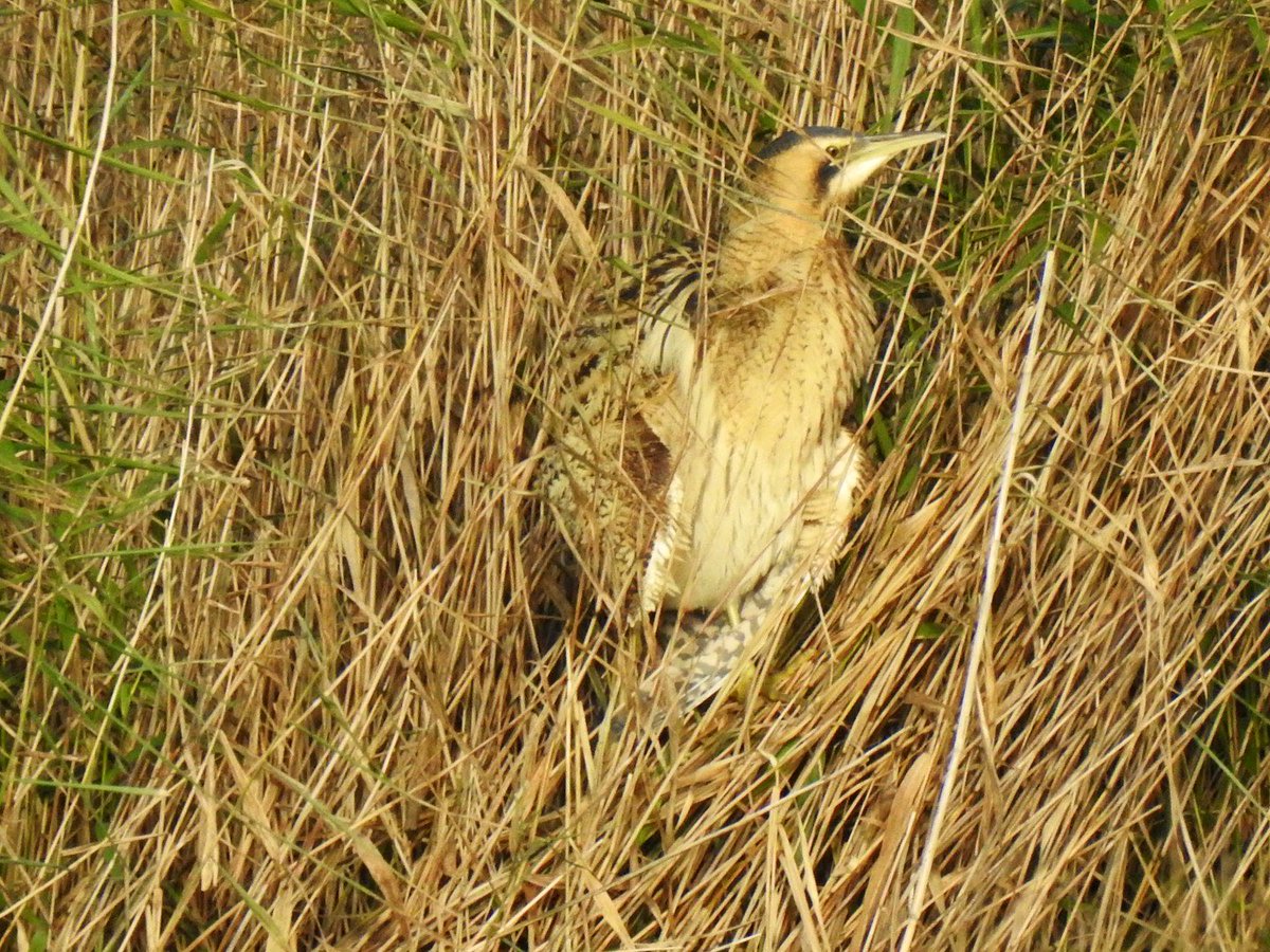 Mike Feetham tweet media