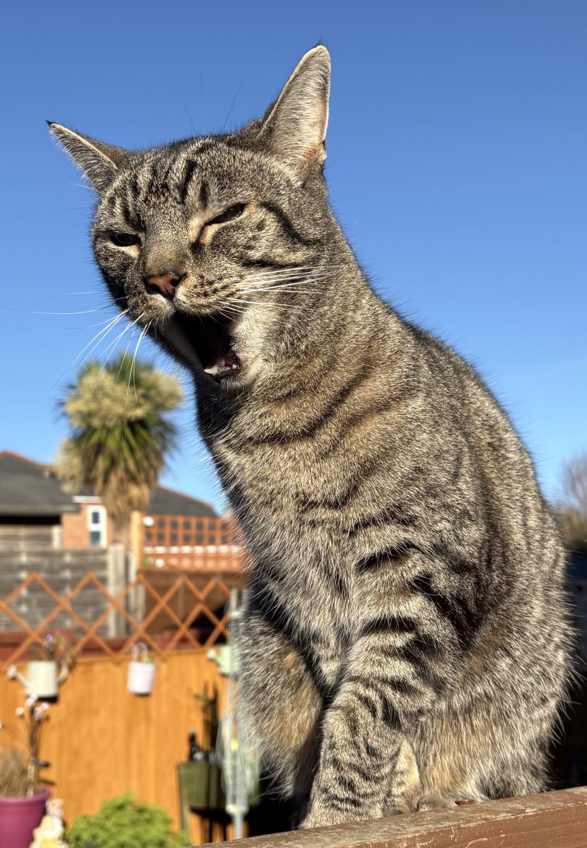 I’ve been practicing my singing, <a href="/HaziKat/">🇺🇦 Jackie (& Hari 😺) Stephen</a>. I think I’ll sound even better by our next practice session 😸