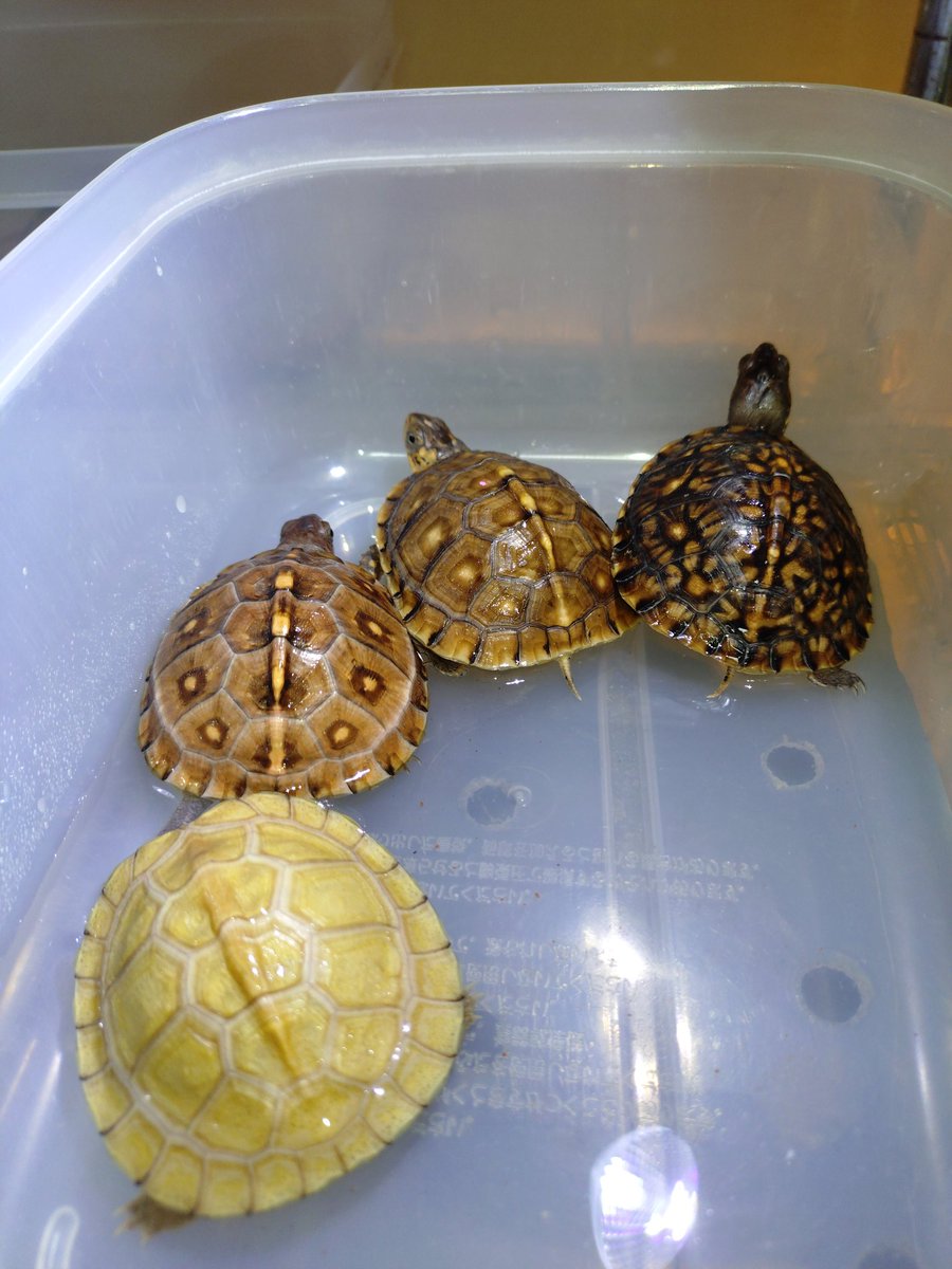 昨日ぶりくら市に行って来ました🐢
絡んでくれた皆様ありがとうございました🙇
いゃあ〜トウブがめちゃめちゃ熱かったです。😆いろいろ欲しかったけど。。。今年６匹育成してるので諦めました💦💦💦だってこの子ら優先ですもん😃
#トウブハコガメ