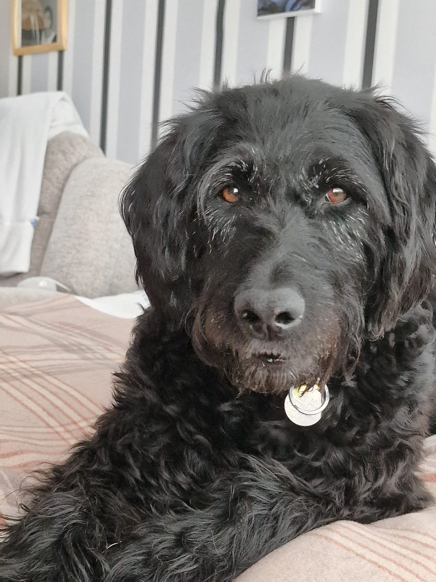efcmark777's tweet photo. @Seamus067 @BestinDogs Rita says hello but is very jealous of the film star looks !! Minds she’s a bit of a looker herself, more than this pic shows !!! https://t.co/3CKGZSpph2