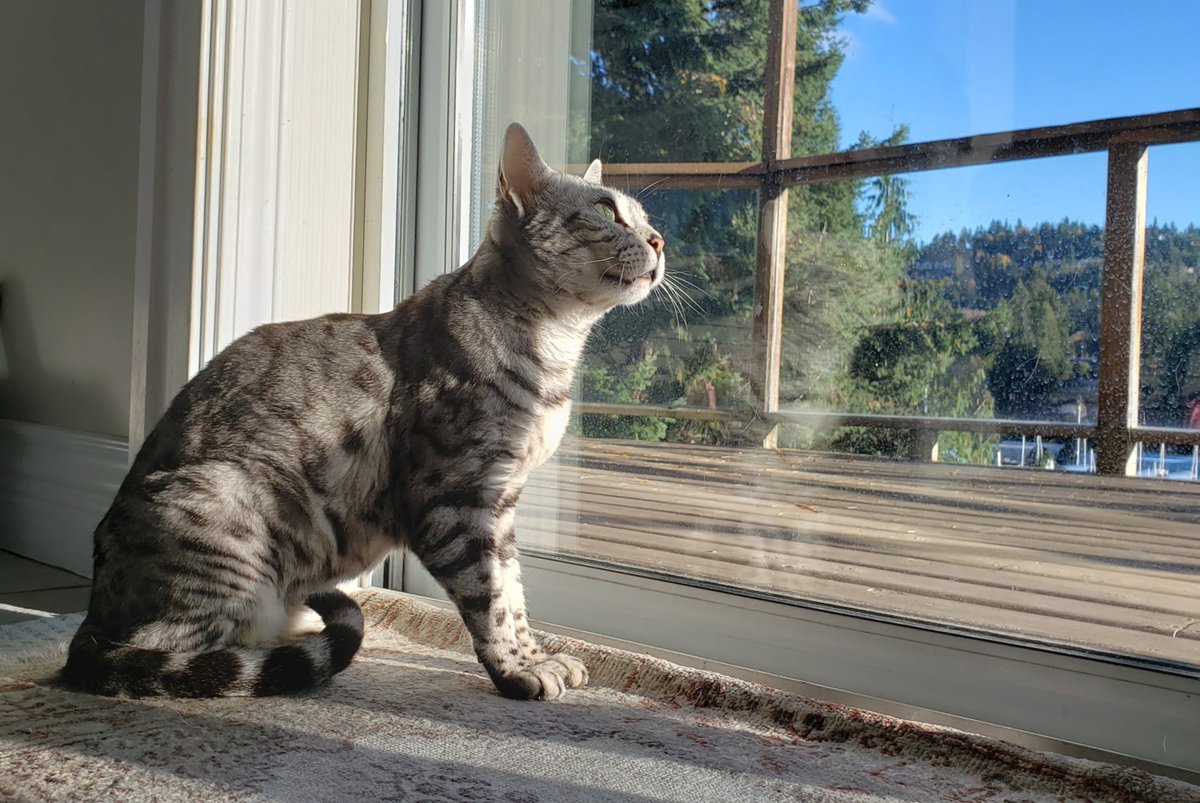 🧡 Biskitty Boy is on Bluesky! 🇨🇦 🇿🇦 tweet media