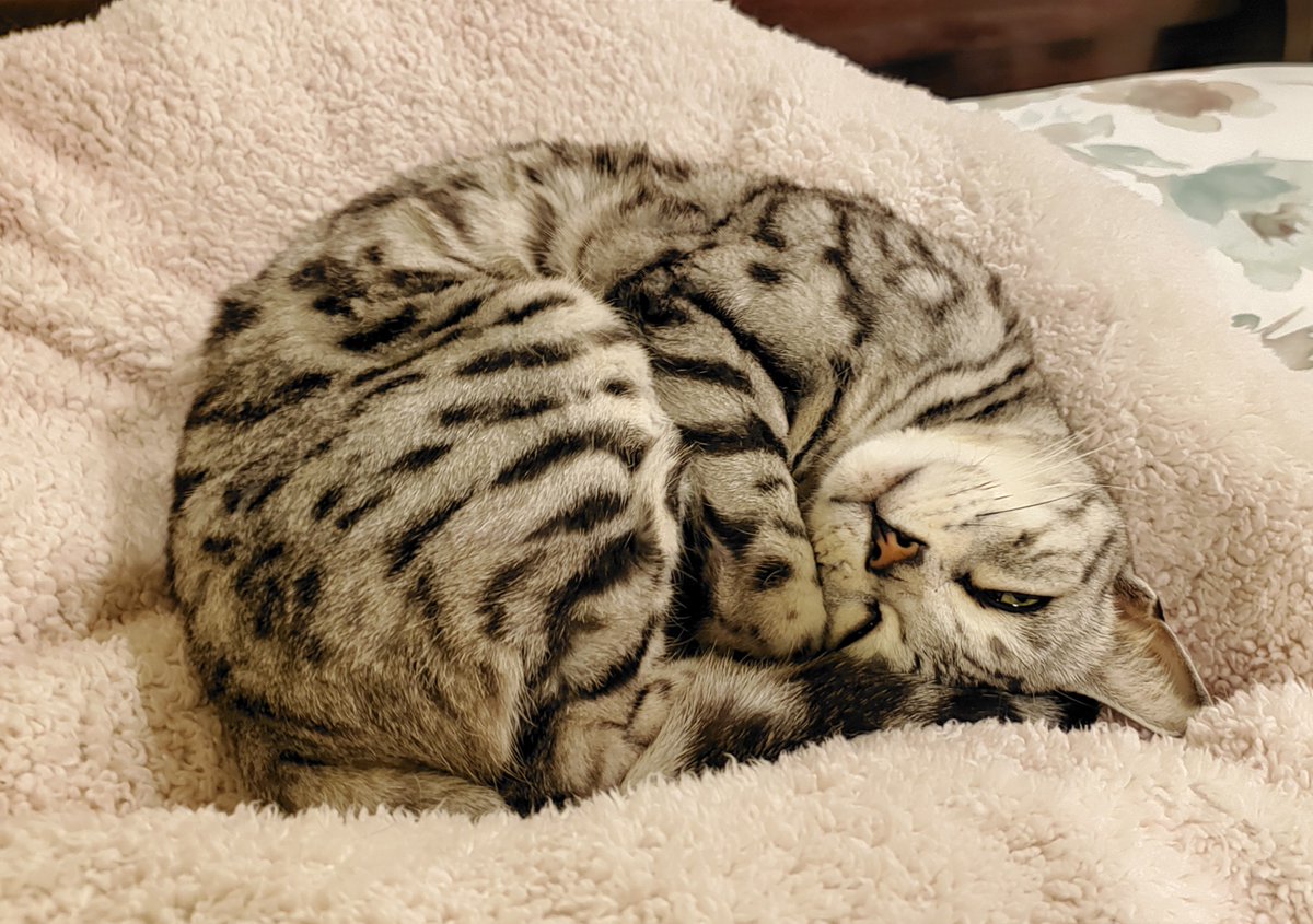 🧡 Biskitty Boy is on Bluesky! 🇨🇦 🇿🇦 tweet media