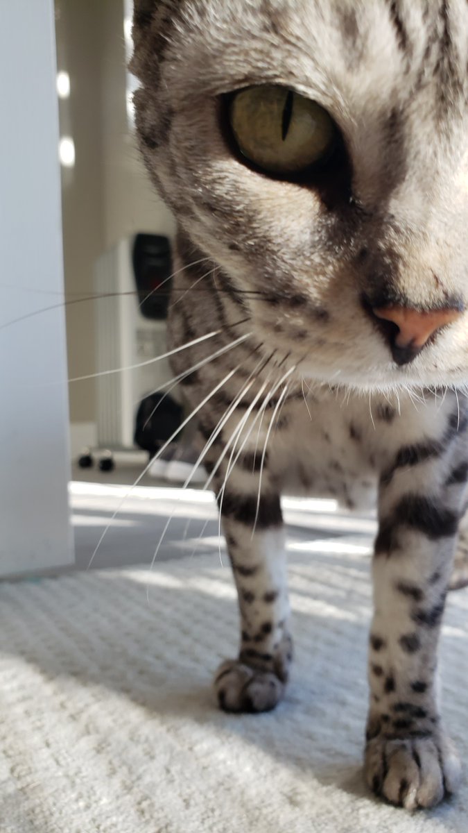 🧡 Biskitty Boy is on Bluesky! 🇨🇦 🇿🇦 tweet media