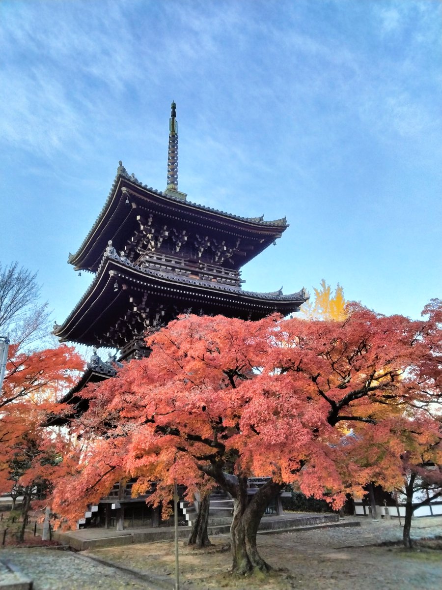 今朝の #真如堂
ここの紅葉も今週がピークかな🍁