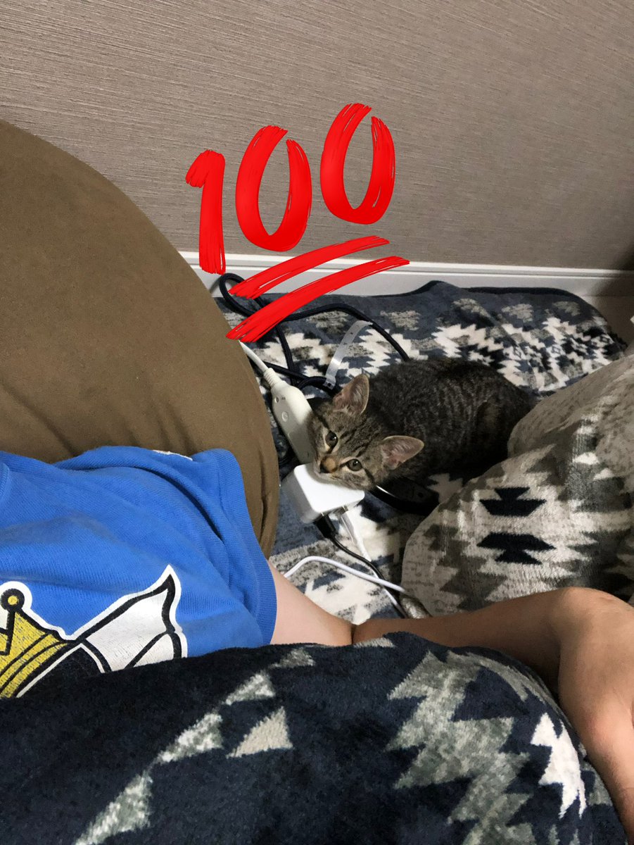 tapi_happy's tweet image. 子猫の時のおいも可愛いかったな〜

#保護ねこ