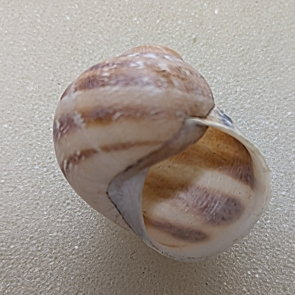 #ビーチコーミング
先日鎌倉の浜で拾った貝殻、海のもの？山のもの？3センチ弱、どなかたかわかる方ご教示くださいませ。色は褪せています。殻は薄め。臍孔はほぼ閉じてます。ギブアップしました😓