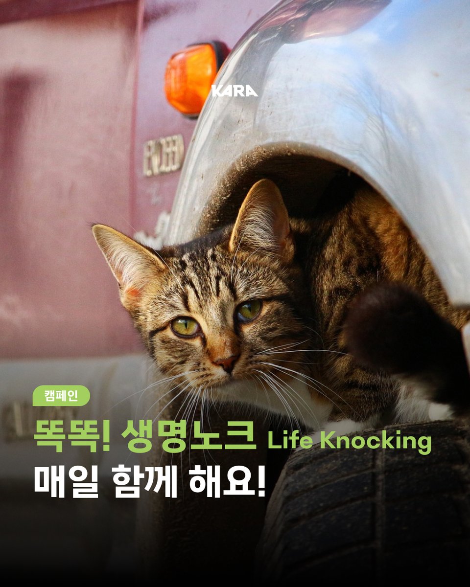 ekara_org's tweet photo. 길고양이를 위한 '생명노크' 실천하고 계신가요?
추운 계절, 운전자가 반드시 취해야 하는 행동입니다. 

🚗생명노크 4단계
1. 차 타기 전 엔진룸 크게 두드리기
2. 차 문을 일부러 큰 소리 나게 닫기
3. 차에 탄 뒤 좌석에서 발 쿵쿵 구르기
4. 시동 걸기 전, 경적울리기 https://t.co/qEpqFPcgpu
