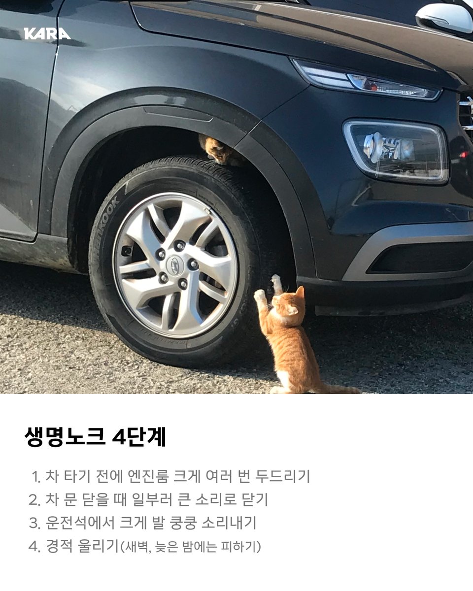 ekara_org's tweet photo. 길고양이를 위한 '생명노크' 실천하고 계신가요?
추운 계절, 운전자가 반드시 취해야 하는 행동입니다. 

🚗생명노크 4단계
1. 차 타기 전 엔진룸 크게 두드리기
2. 차 문을 일부러 큰 소리 나게 닫기
3. 차에 탄 뒤 좌석에서 발 쿵쿵 구르기
4. 시동 걸기 전, 경적울리기 https://t.co/qEpqFPcgpu