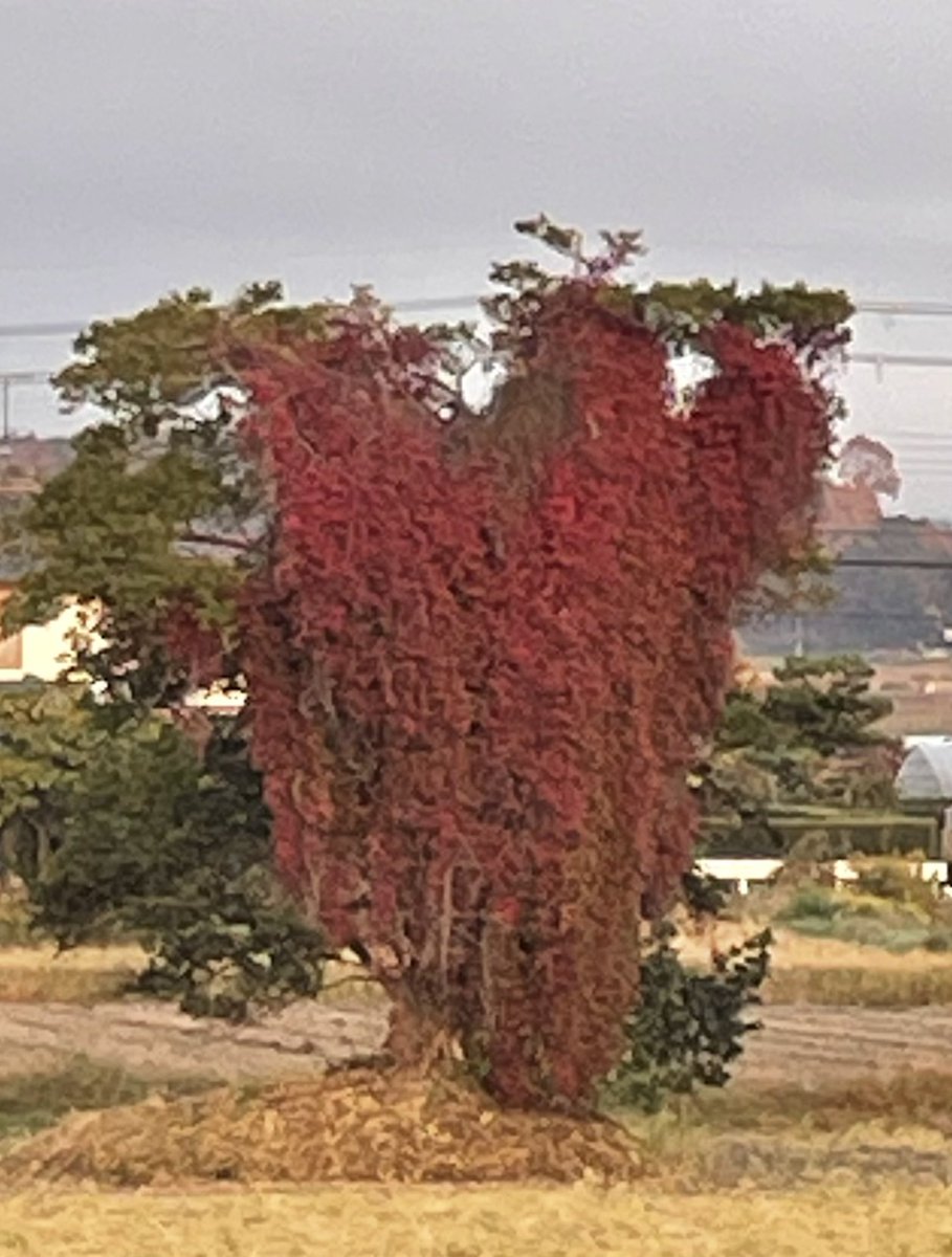 mibon226015641's tweet image. おはようございます。
2025/11/24 気温8℃湿度93%
6:50 琵琶湖の朝空
お日様キラキラ、西側は山裾に春の様な靄が🌫️
寒さで色づく樹木🌲
コタツが気に入ってトコトコ入る猫くん🐈‍⬛
お尻を向けてごめんなさい🙇‍♂️
連休も今日で終わり😢
月曜日
皆さん今日も元気で良い一日を❣️
#あさそら #びわこ #ねこ