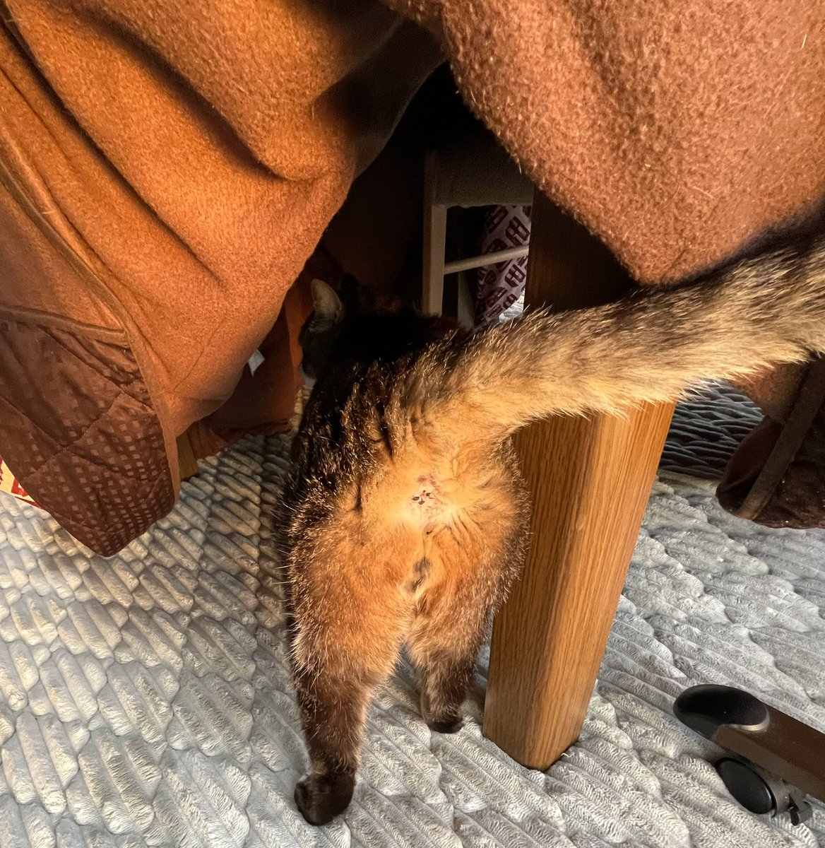 mibon226015641's tweet image. おはようございます。
2025/11/24 気温8℃湿度93%
6:50 琵琶湖の朝空
お日様キラキラ、西側は山裾に春の様な靄が🌫️
寒さで色づく樹木🌲
コタツが気に入ってトコトコ入る猫くん🐈‍⬛
お尻を向けてごめんなさい🙇‍♂️
連休も今日で終わり😢
月曜日
皆さん今日も元気で良い一日を❣️
#あさそら #びわこ #ねこ