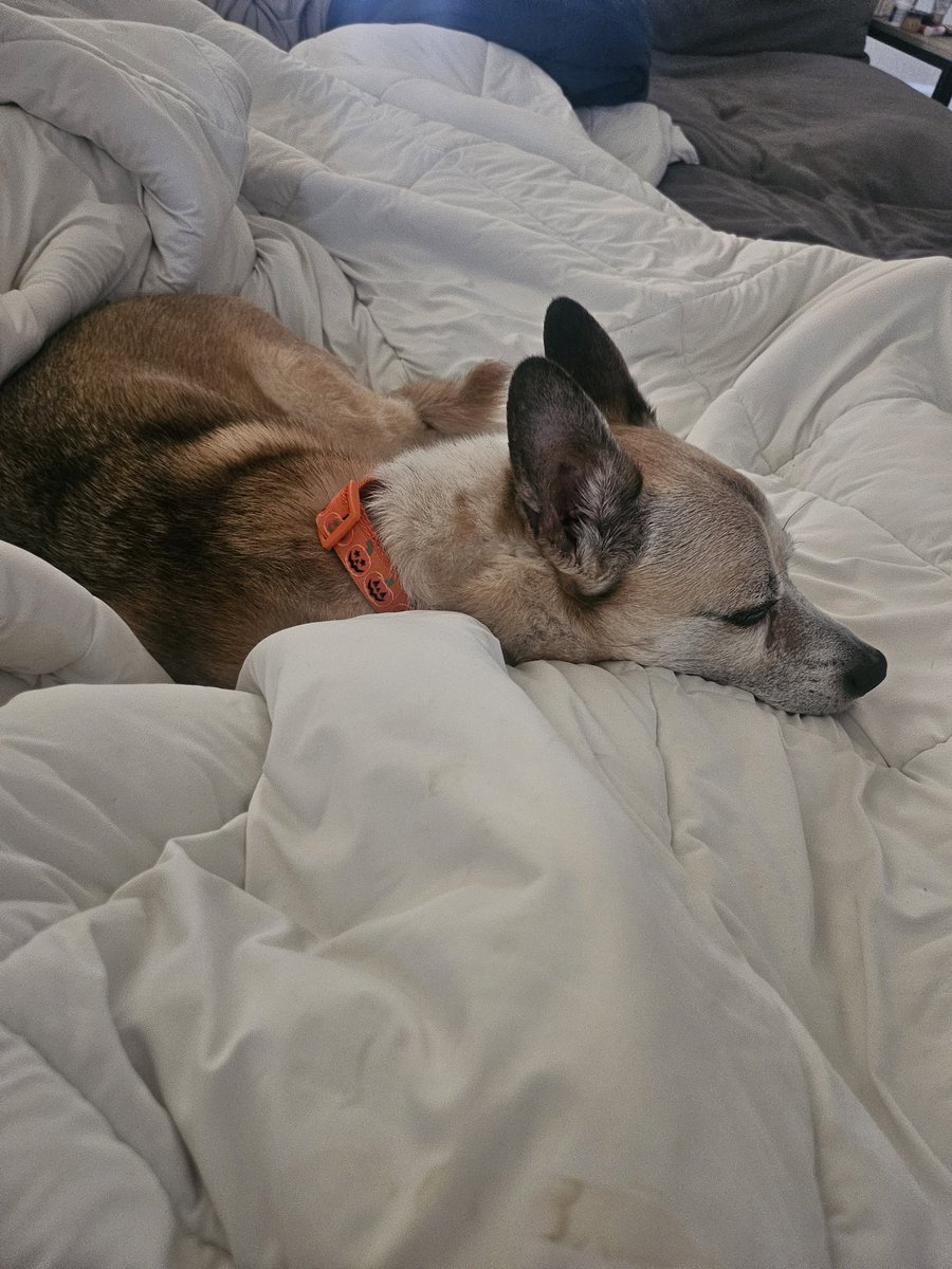 NeverEnoughCaffeine ☕️🎃 tweet media