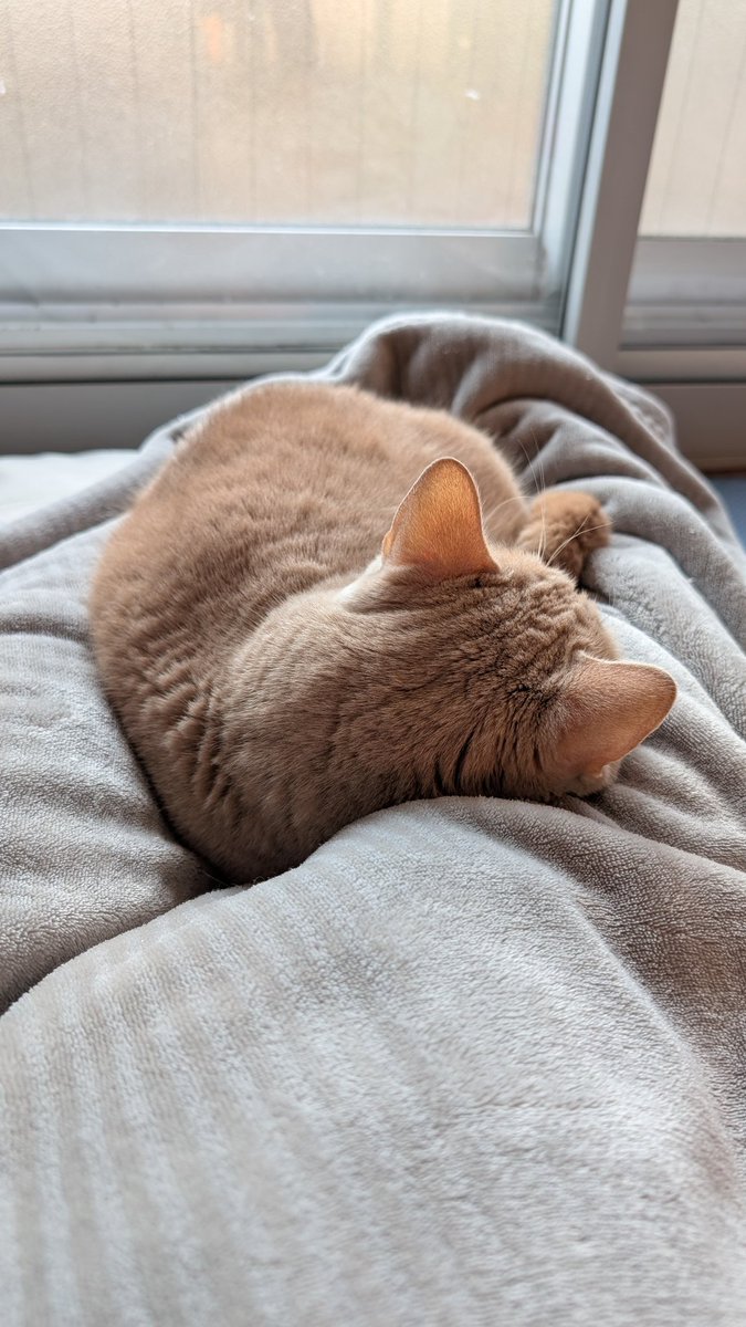0421_ram's tweet photo. ろんちゃんはまだ寝ておられる(。-ω-)zzz
#マンチカ�� #猫好きさんと繋がりたい https://t.co/k6xxPYv6pz