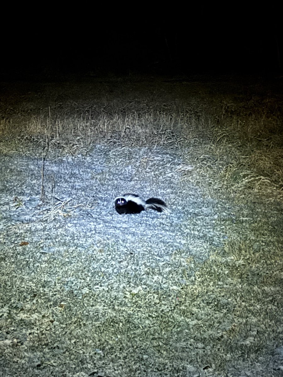 OldHollowTree's tweet image. Spotted.