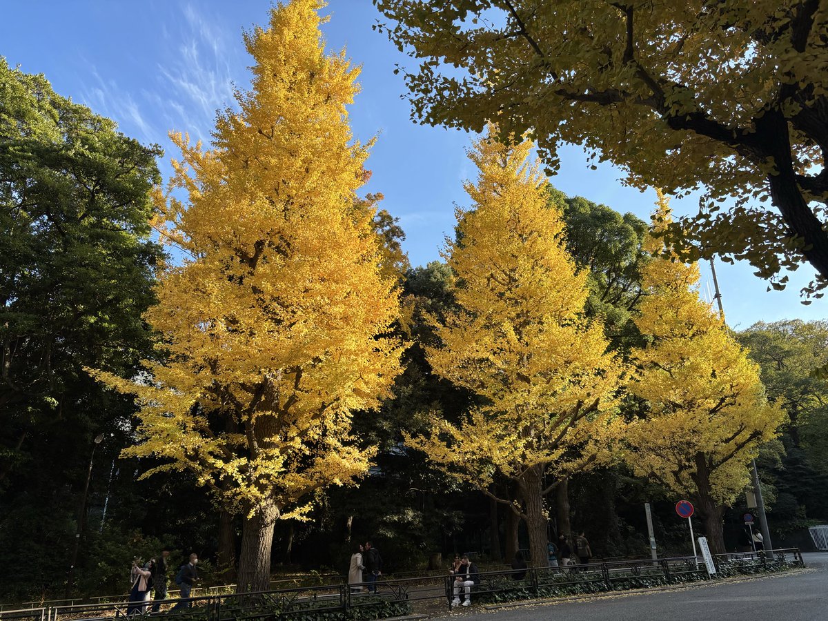 yumikuro_romi's tweet image. 先週末ですが‥1か月振りにお出掛けしました

ロミ助は初めての明治神宮⛩️
たくさんの薦樽に大興奮の酒呑み夫婦🍶
ウチのロミ助は毎晩、私達の晩酌に付き合ってくれるんですよー

#Romiとの日々
#明治神宮