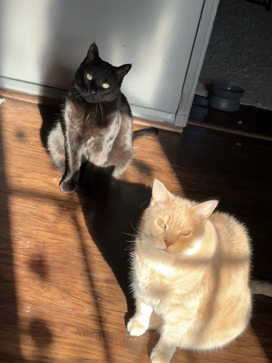 CelestiaLunaVT's tweet image. sunny boys🐱☀️💕