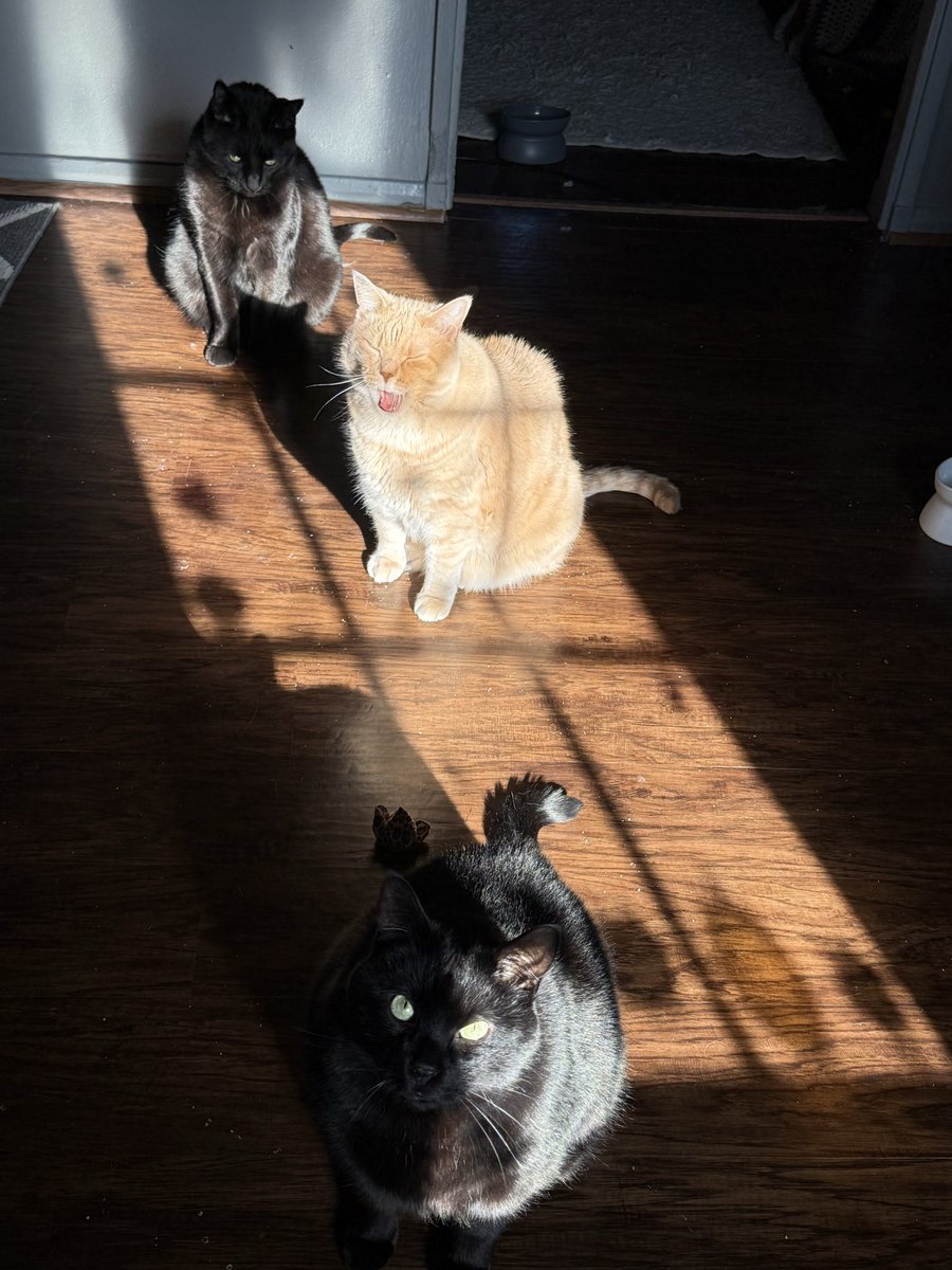 CelestiaLunaVT's tweet image. sunny boys🐱☀️💕