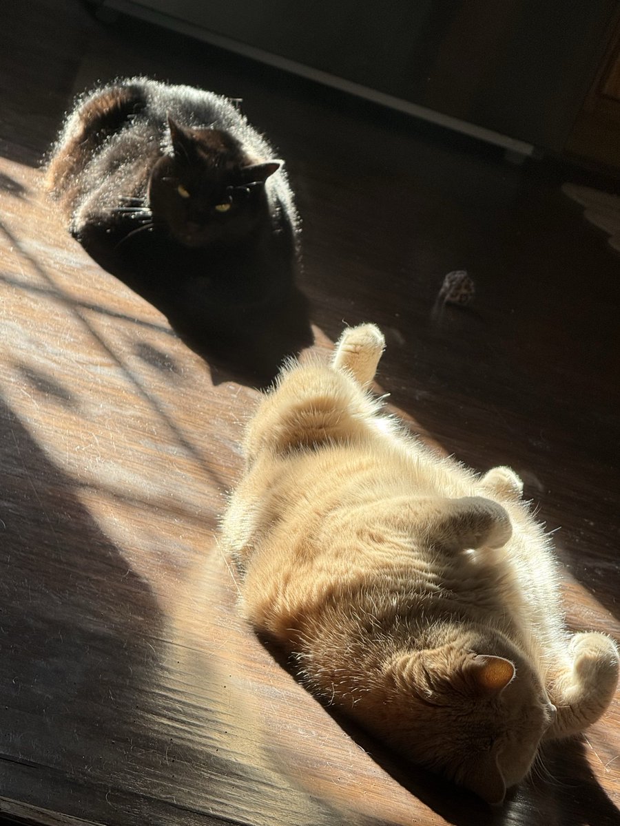 CelestiaLunaVT's tweet image. sunny boys🐱☀️💕