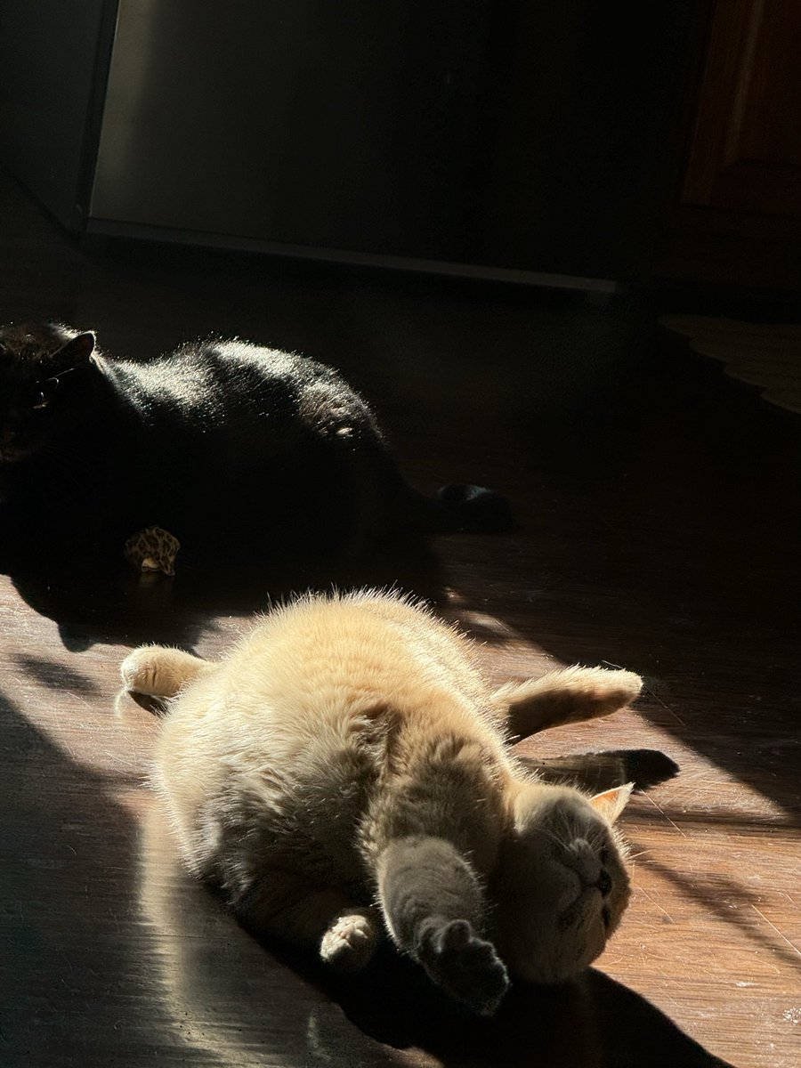 CelestiaLunaVT's tweet image. sunny boys🐱☀️💕