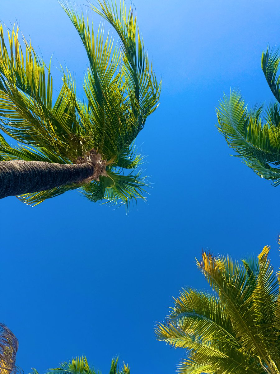 thomasjmw's tweet image. ☀️🏝️