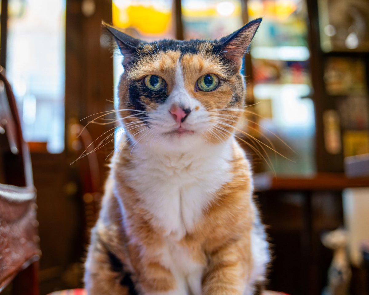 YokohamaCats16's tweet image. 根津の喫茶店ル・プリーベさんの看板猫ルンルンが虹の橋を渡ってしまいました。
お店の一画にルンルンコーナーが出来ていて、店主の娘さんの温かいメッセージが。
ルンルンの穏やかな姿を思い出し、安らかな眠りを祈ります。

​#ルプリーベ #ルンルン #根津 #喫茶店 #看板ねこ