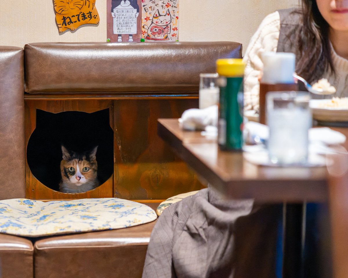 YokohamaCats16's tweet image. 根津の喫茶店ル・プリーベさんの看板猫ルンルンが虹の橋を渡ってしまいました。
お店の一画にルンルンコーナーが出来ていて、店主の娘さんの温かいメッセージが。
ルンルンの穏やかな姿を思い出し、安らかな眠りを祈ります。

​#ルプリーベ #ルンルン #根津 #喫茶店 #看板ねこ