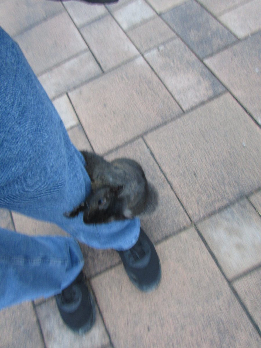 JediGesserit's tweet image. Here&apos;s the same brother-squirrel, immigrant from Canada, at Niagara Falls trying to scale a Geologist (@JediGesserit) in blue jeans. Nominee for Squirrel of the Day? @TheAuthorGuy