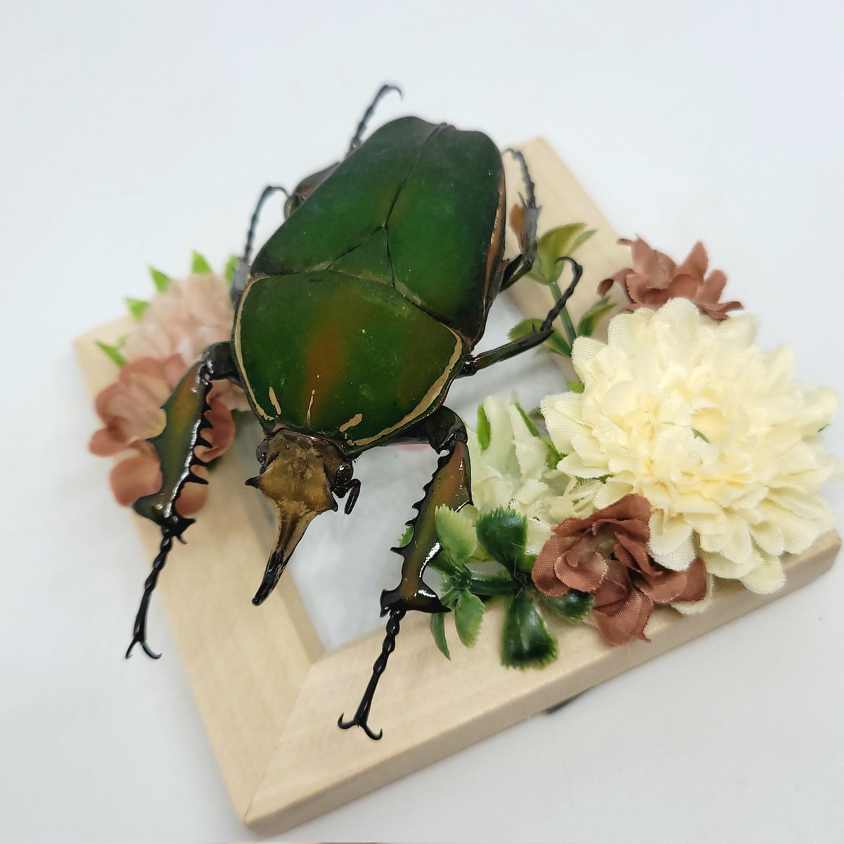 標本