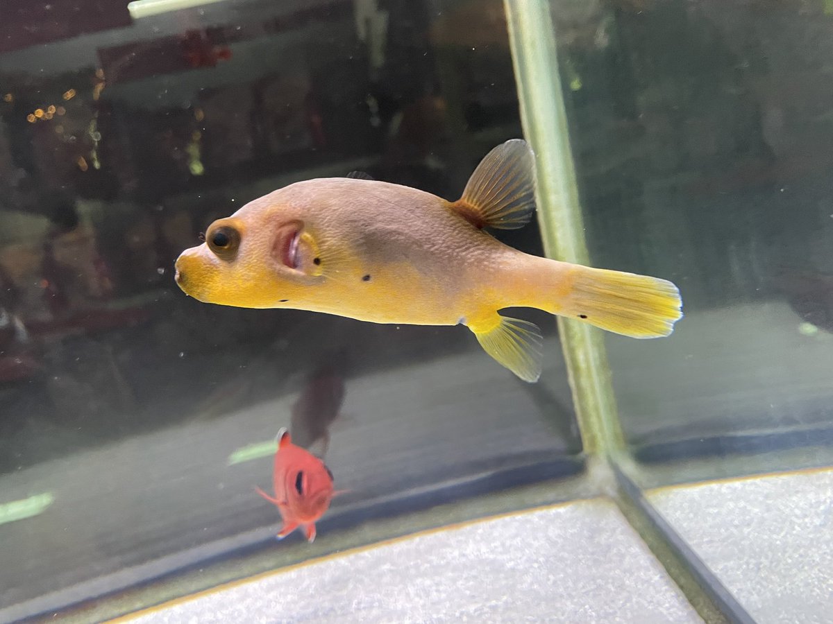 fishmankumamoto's tweet photo. ［挑戦しましょう♪海水魚］
海水魚はカラフルで面白い生体がたくさんです。当店には🔰初心者向けのすべての器材付きの60㎝ビギナーセットがあって特価で販売中です。生体以外は全部付いていますのでぜひチャレンジしましょう♪ https://t.co/cPYBzTWctN