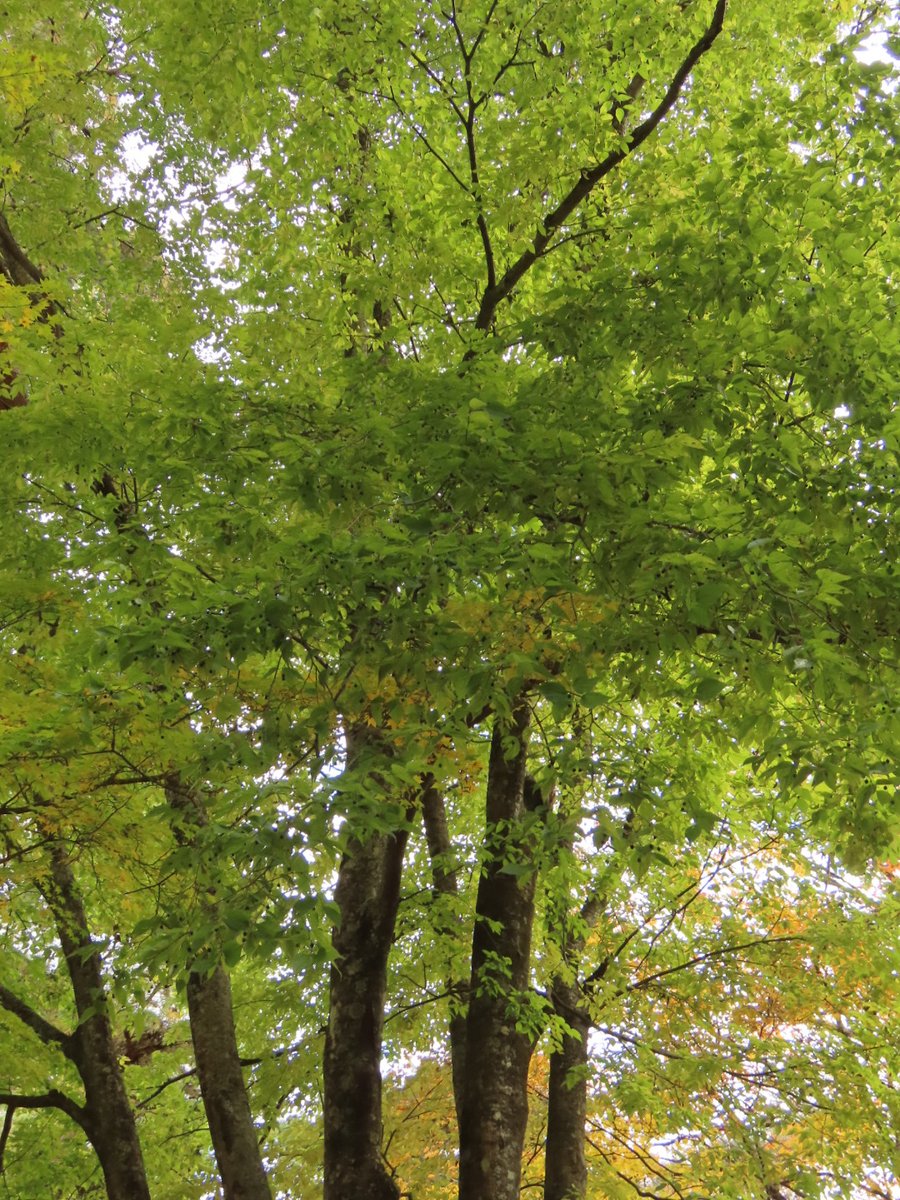 bluelave's tweet photo. 森公園 (標高約900ｍ) で、赤松やカエデ類に混じって生えるエゾエノキ (蝦夷榎)🌳
夏に木陰でひと休み中に見つけた緑の実は、今は黒く熟しています。
葉はうっすらと黄色味を帯び、ぽつりぽつりと落ちている葉には小さな虫さんがいました🧐　エノキハムシかな？ https://t.co/1iwWDCj8Er