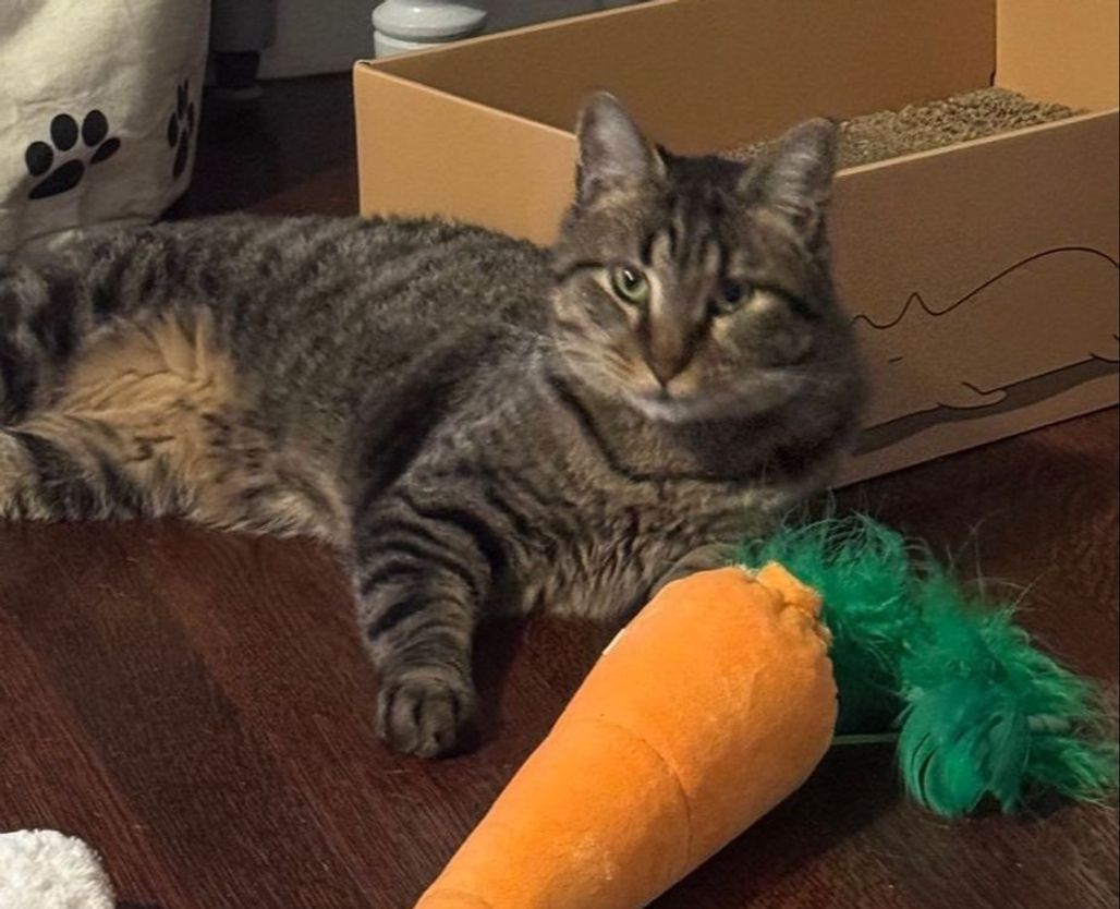 LOST CAT: "Chase"
Harmony Ct, behind Dave’s Plaza - Hoxie 4 Corners
#Warwick #RI
#Lostcat since 11/22/25
Young tabby (gray/black/tan, stripes, white belly/chin) no collar
⚠️ Skittish
Please email 94871e11@contact.petfbi.org
buff.ly/aMsFhWL #Rhodeisland