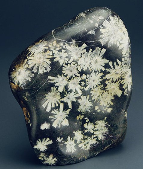 左)鑑賞石の最高峰と言われる菊花石。岐阜県の根尾谷断層界隈のものは