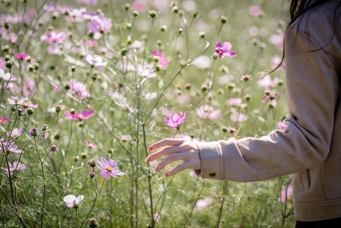 tymst_portrait's tweet image. 滑り込みコスモス🌸
Saikaさん @Saika15756231 
#旅は駅から #コスモス