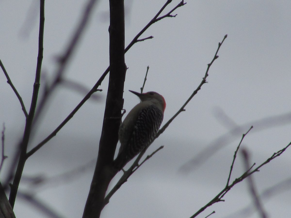 JediGesserit's tweet image. A woodpecker trying to trim the branches as the squirrels leap from branch to branch ...
