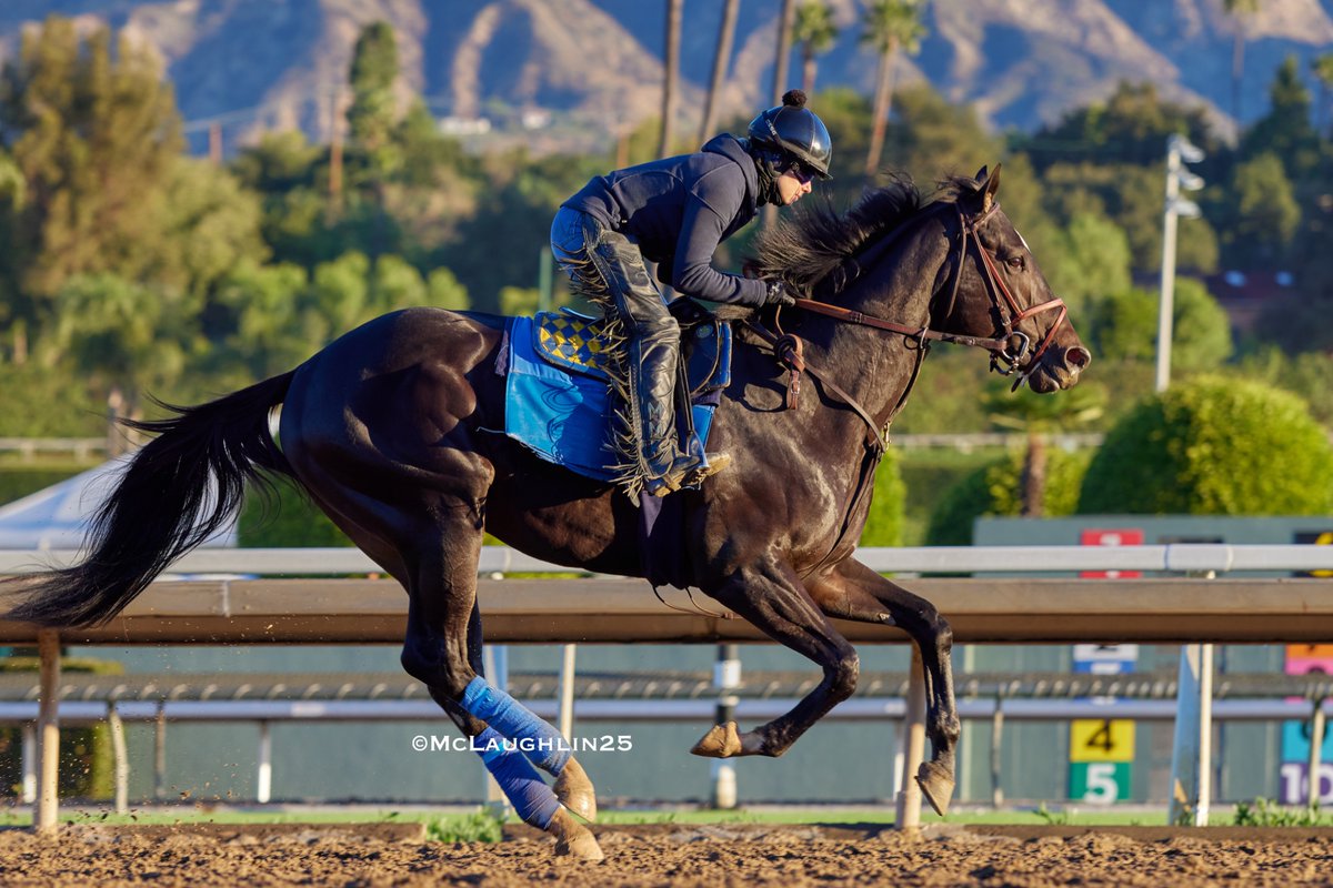 kimo16's tweet photo. Rodriguez this morning under Morgane Kervarrec for HoF trainer Bob Baffert @santaanitapark @StarlightRacing @BobBaffert @Morgane_mmk https://t.co/MzuiZzgfdS